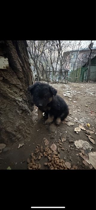 Щенок (девочка) в поисках дома