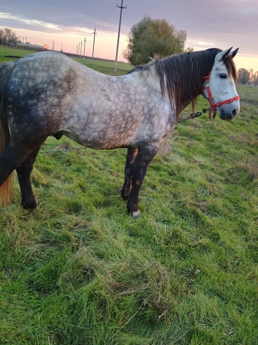 Vind harmasar de 6 ani cuminte merge foarte bine la căruță