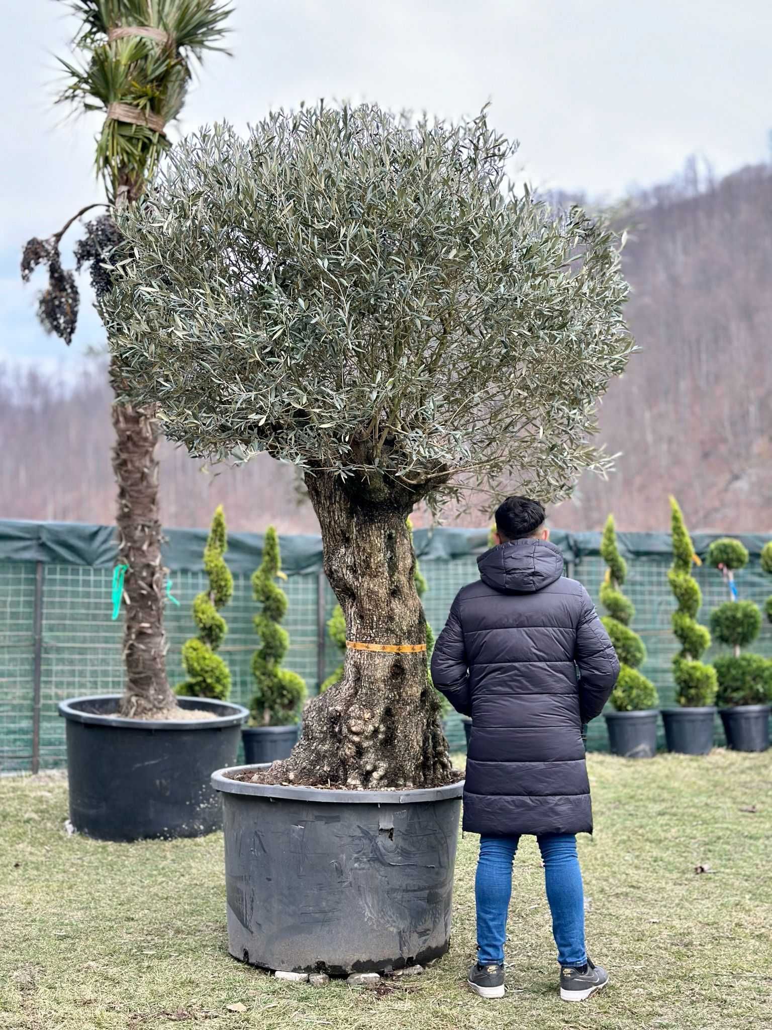 Maslin Secular Palmier Trachycarpus, Bambus  Plante Exterior/Interior