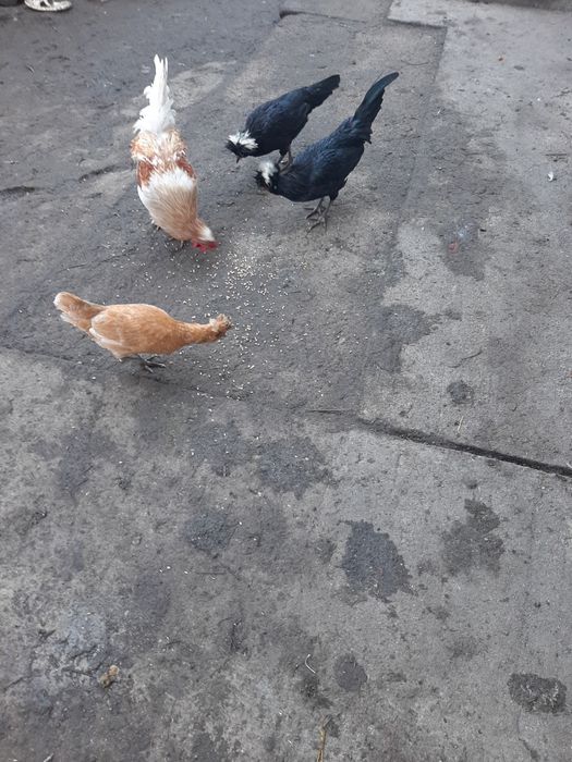 Rate ,Gâște , Cocoși, Iepuri diferite varste si culori
