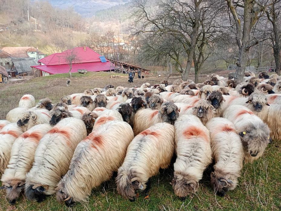 oi bucalai de vanzare