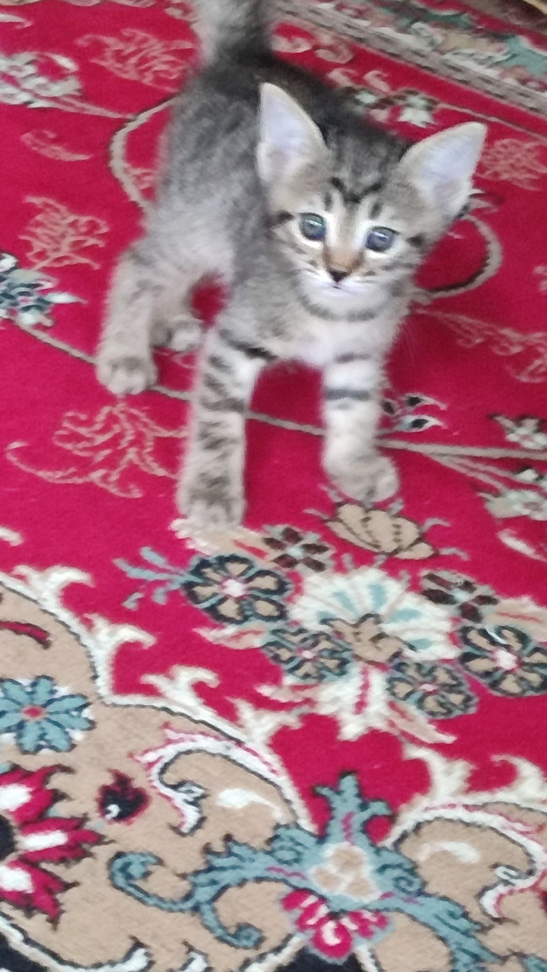 Отдам даром котят