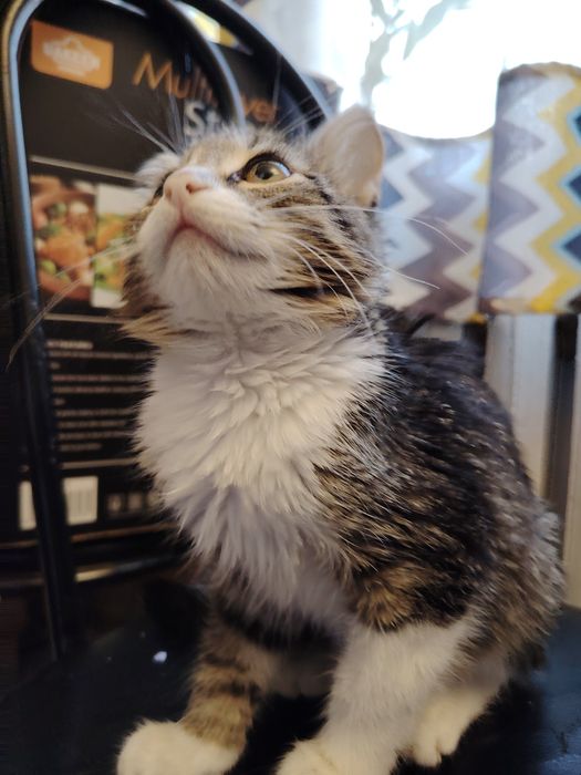 Котенок девочка 2 мес