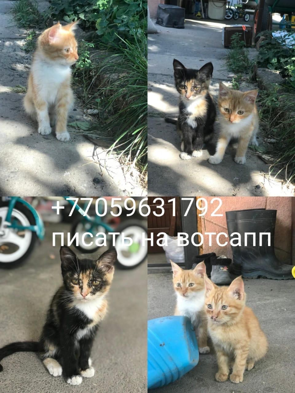 3 кошечки в добрые руки