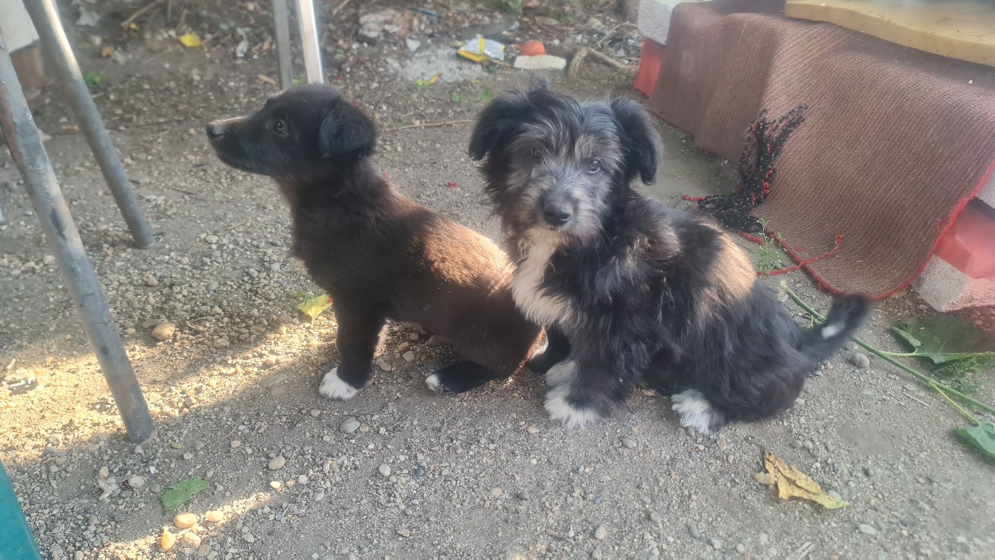 Ofer spre adoptie 2 catelusi dragalasi (baieti)