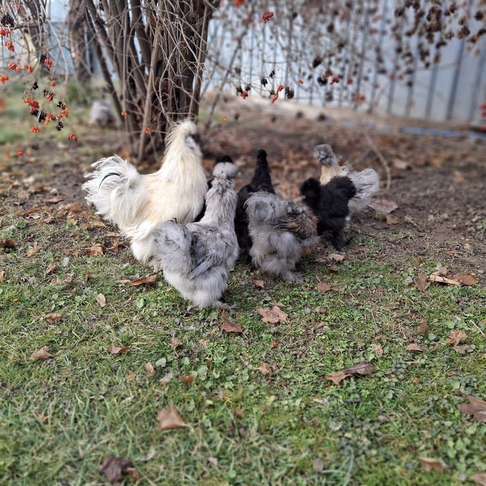 Шёлковые куры семья