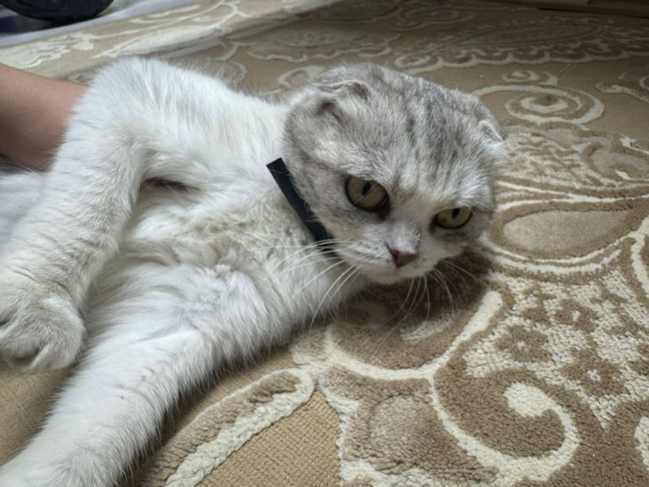 Вислоухая кошка  .