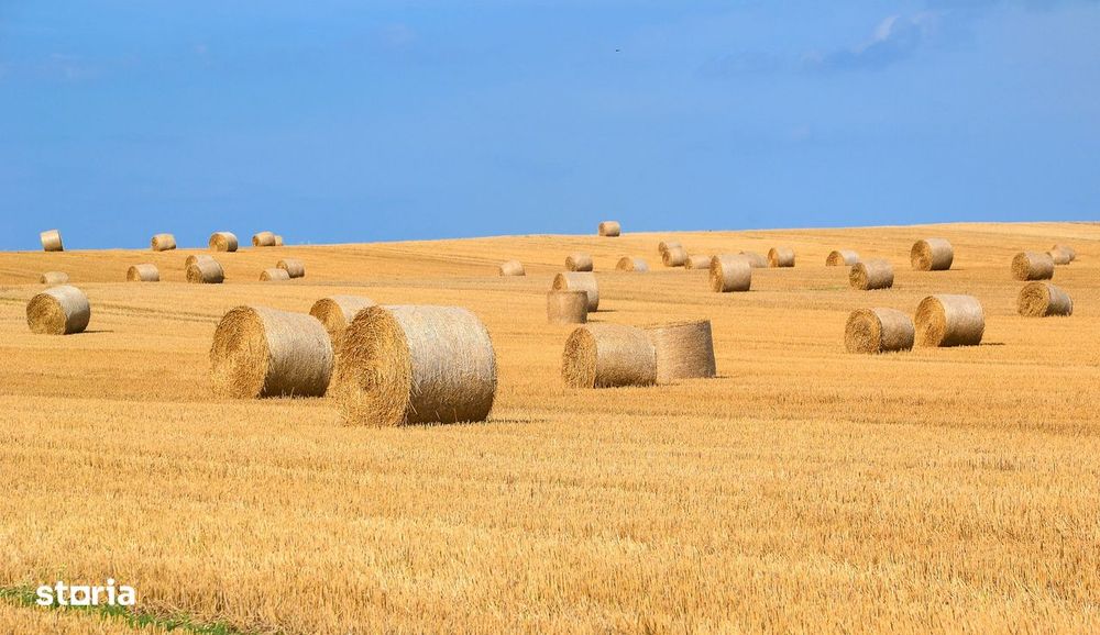 Vand teren arabil 40 ha Teleorman