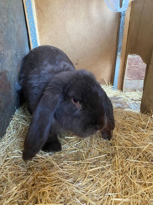 Крольчиха баран 8 месяц