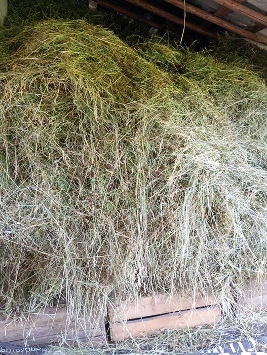 Vind FIN .de anul asta