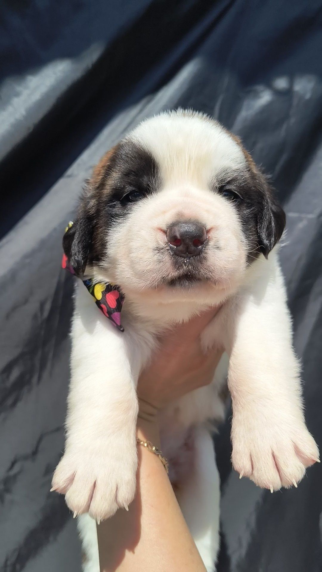 Femela de Saint Bernard cu pedigree