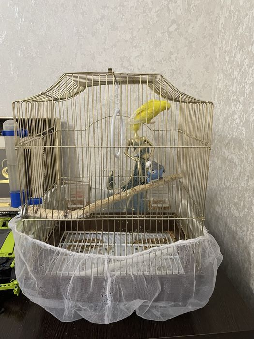 Проадам попугай!