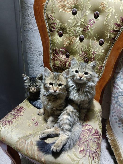 Милые котята ищут любящих хозяев!