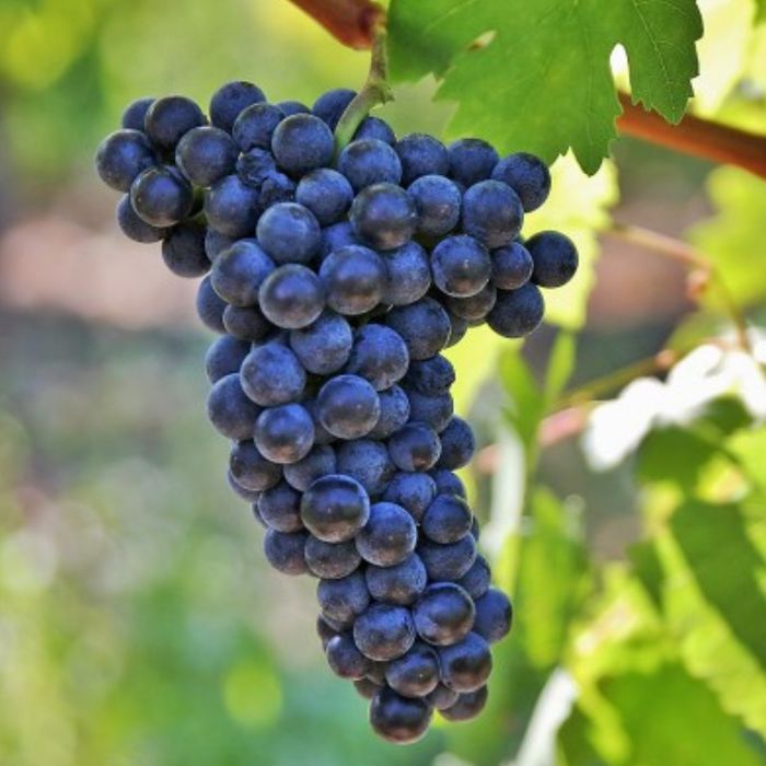 Vita de vie nobila altoita de vin neagra( 19 soiuri )i