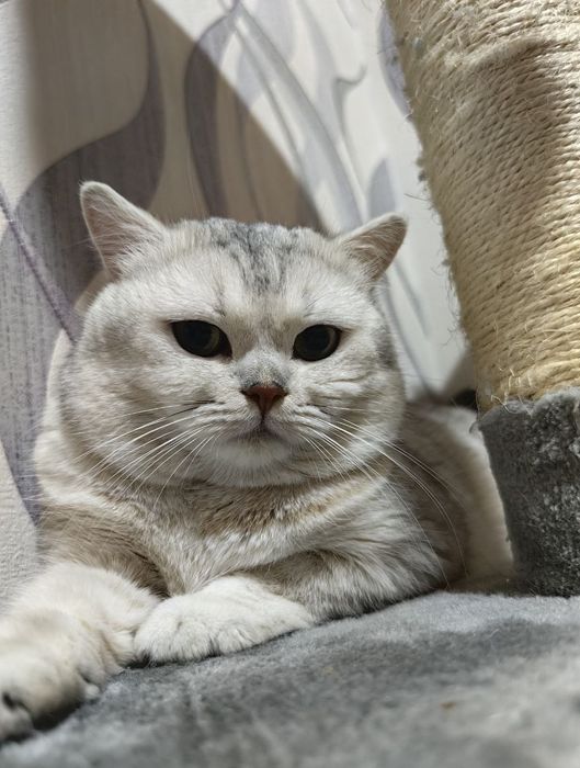 Продаётся кот Британец серебристая шиншилла