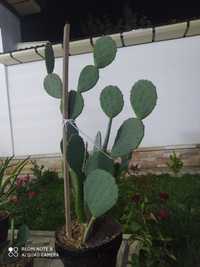 Kaktus sotiladi 3 yillik yaxshi oʻsvotti,