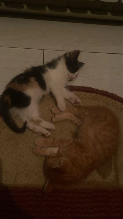 Отдам котят бесплатно в добрые руки