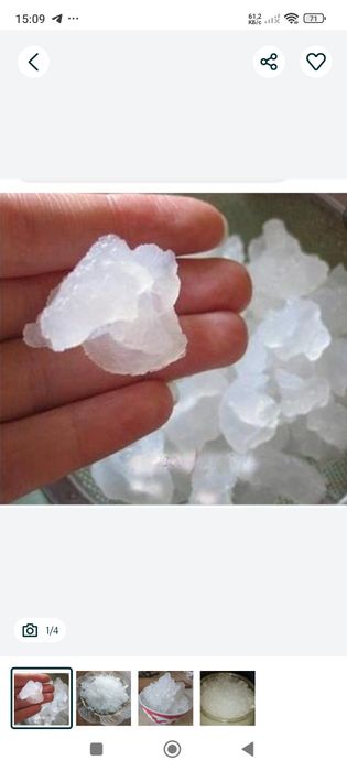 Индийский морской рис