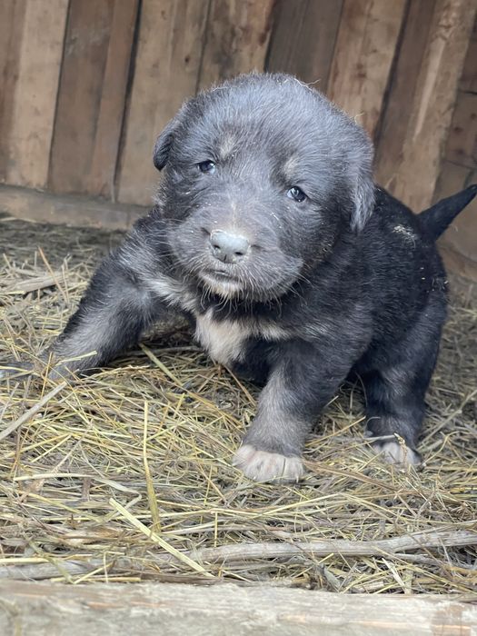 Catelusa spre ADOPTIE