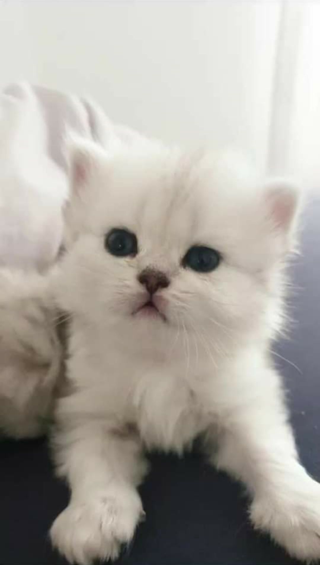 British chinchilla shorthair silver