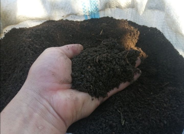 Бегомус, Калифорниялық шұбалшындар,