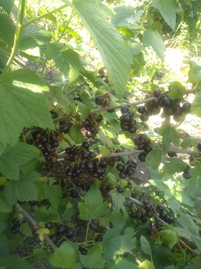 Coacăze negre de grădină bio!