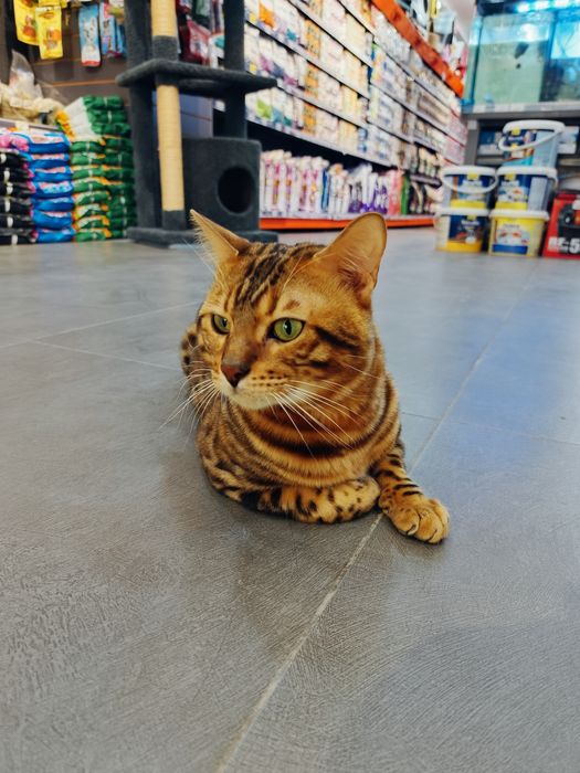 Бенгальская F2 привазной