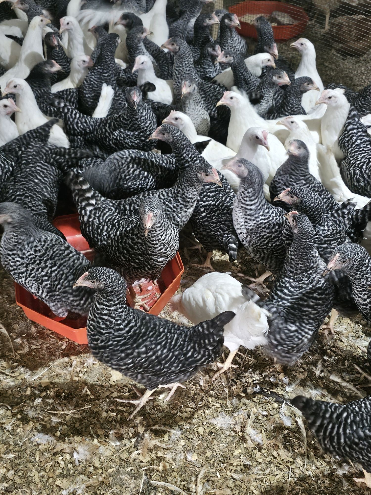 Vând puicute de oua.  Puicute leghorn.