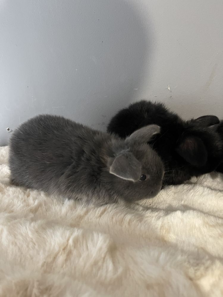 Iepurașii pitici Holland lop mini lop berbec pitic