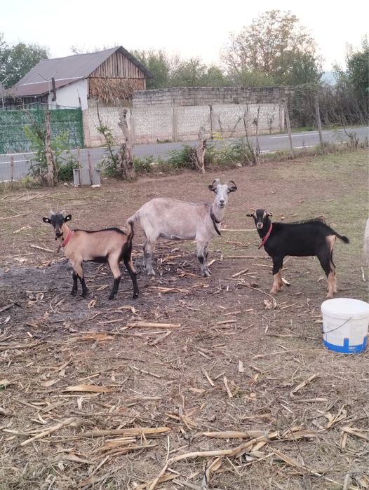 Iezi de vanzare la 2 luni, 23 de kg iedul