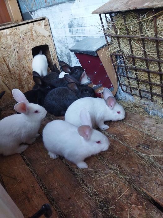 Продам крольчат 1,5 месяцев