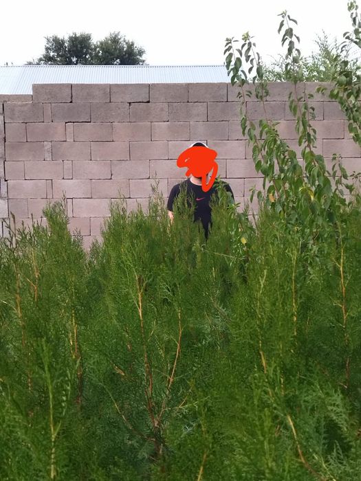 Елки туи сибирские