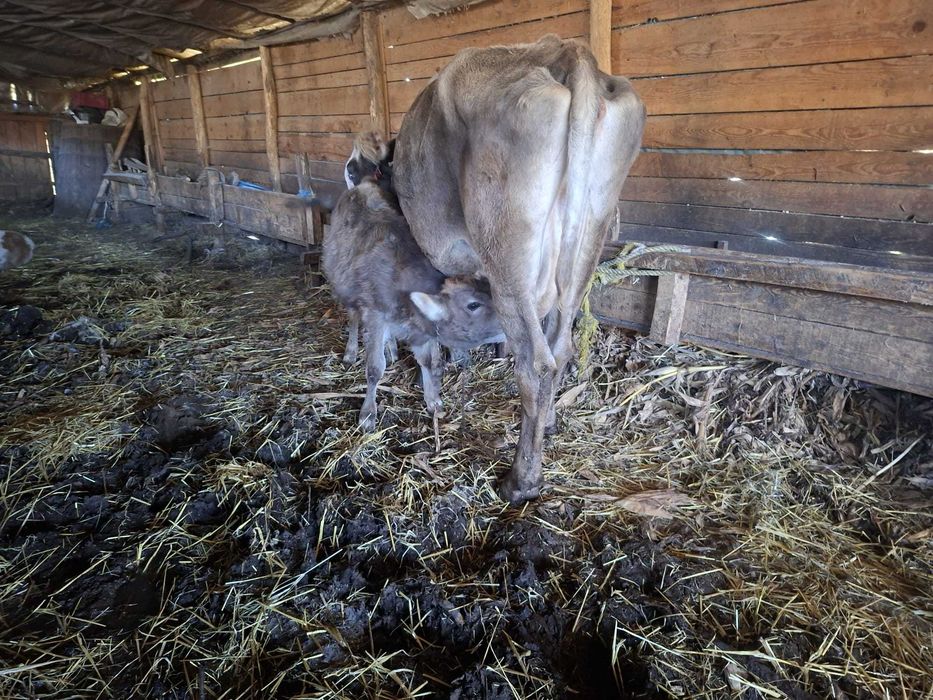 Vaca cu vitel de vanzare