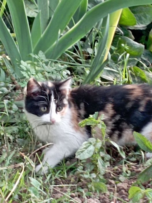 Отдам даром в добрые руки