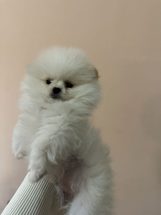 Мини померан женски