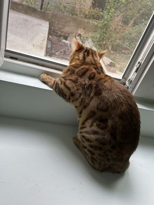 Бенгалска котка мъжка