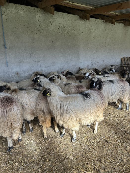 Vînd oi țurcane de ținut