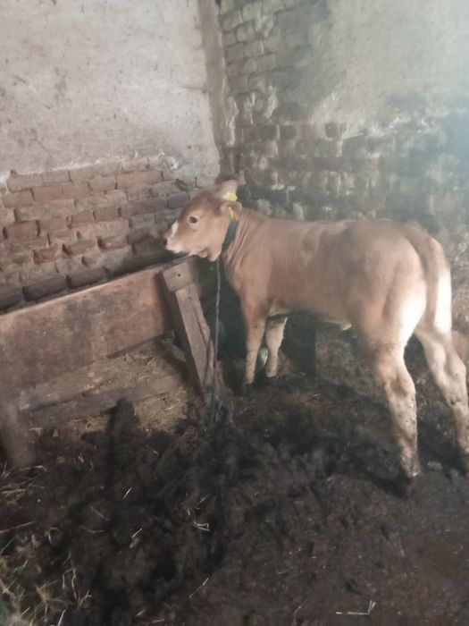 Vind vițea Angus foarte frumoasa