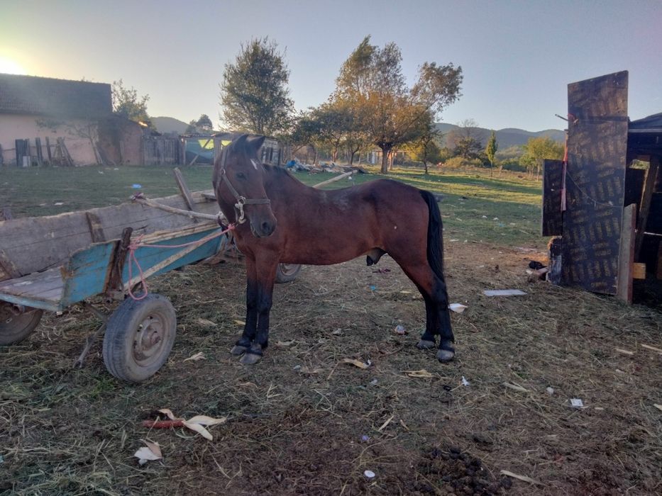 Vând cal de căruță și de padure