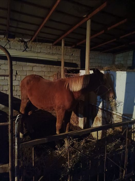 1.5 жасар тай сатылады