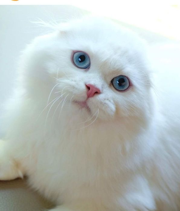 Кот по имени Арчи, жену хочет  Швейцарский 500.000 вязки