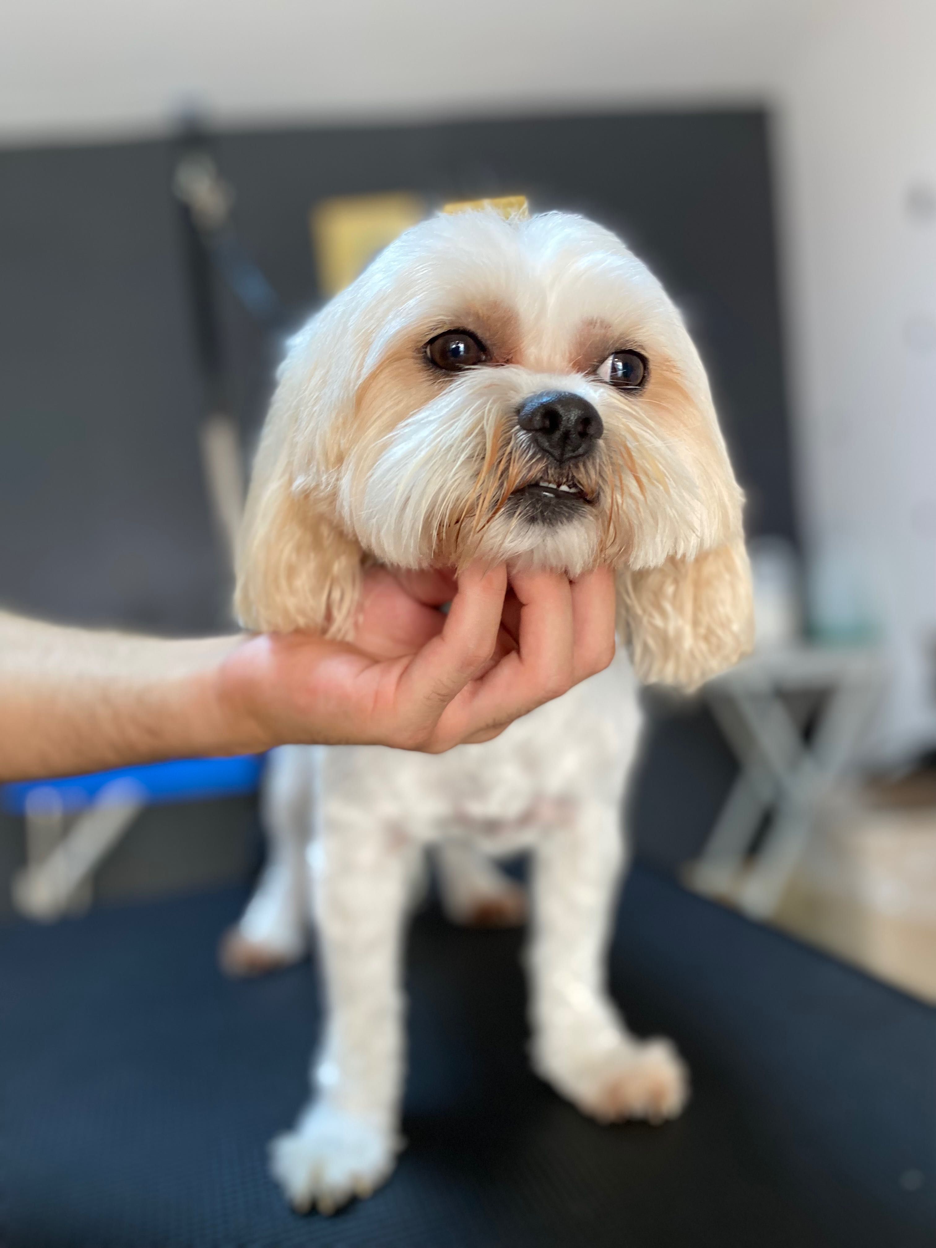 Frezerie Canină și Felină Galați !