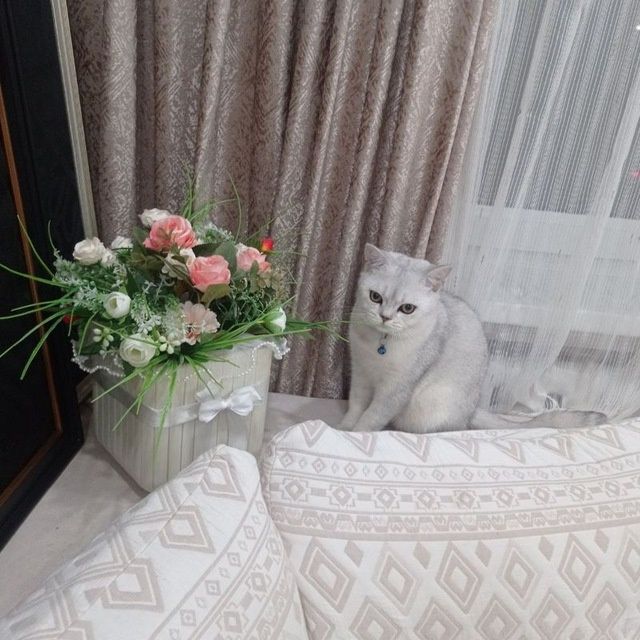 Sotiladi Shin shila silver zotti tozza