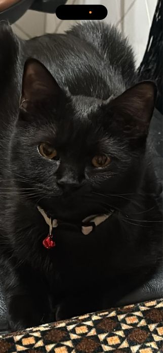 Donez pisicuta jucausa