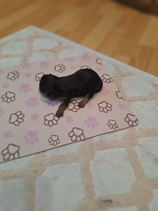 Мини Йоркшири  чистокръвни