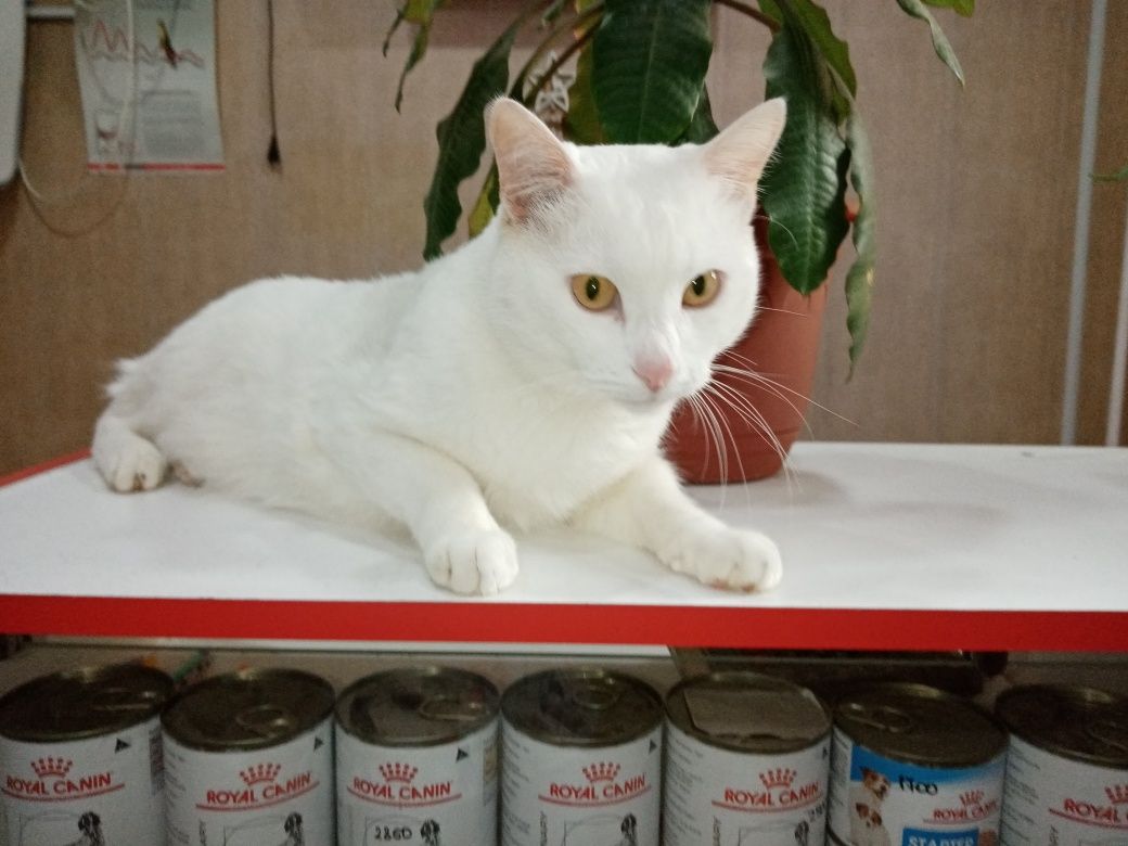 Отдам крупную стерильную кошку британку