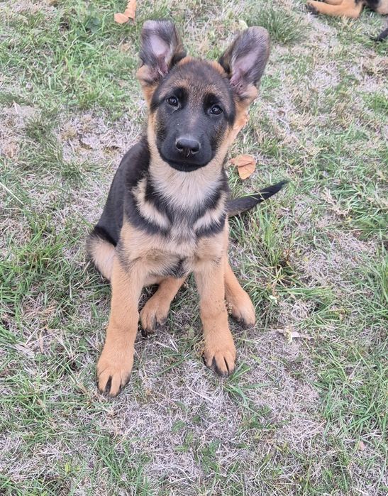 pui ciobănesc german cu pedigree