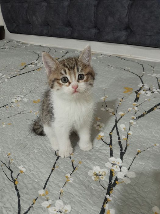 Skotish strayt sotiladi ishonchli qolarga