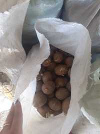 Продадим семенную картошку с ростками