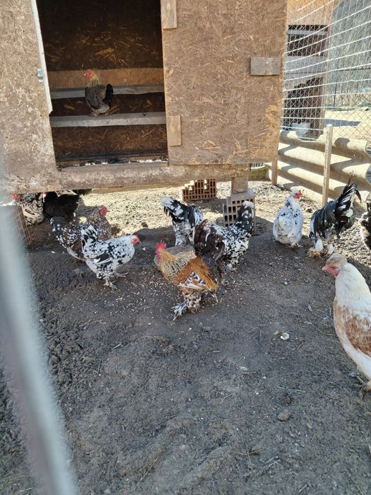 Gaini pitice toate culorile